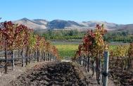 talley-vineyards-california-central-coast